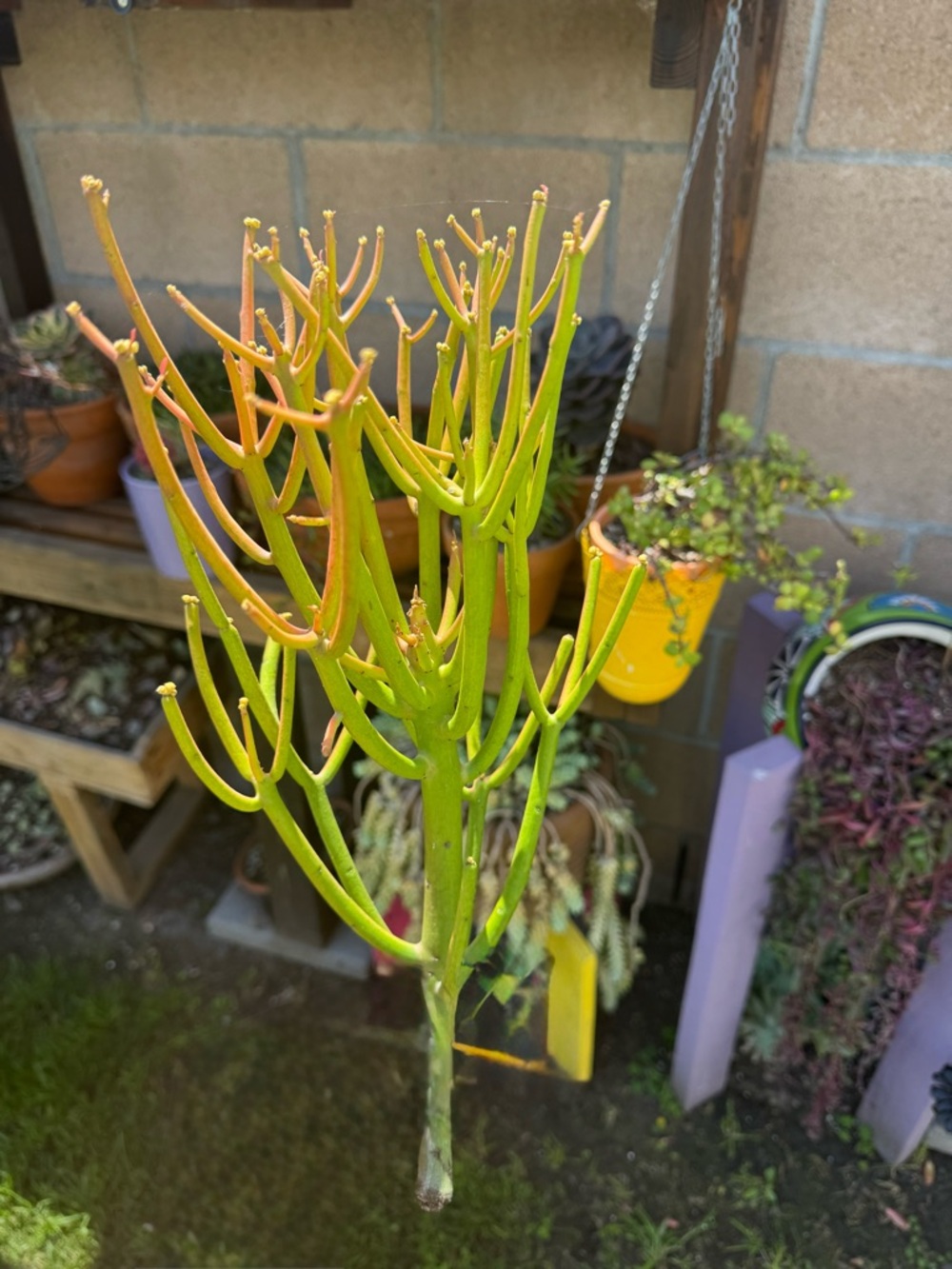 Sticks on Fire - Pencil Cactus (Euphorbia tirucalli)  “15”